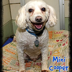 Photo of Mini Cooper