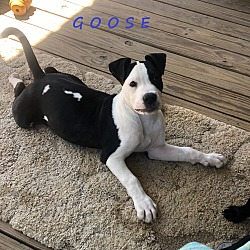 Thumbnail photo of Goose #1