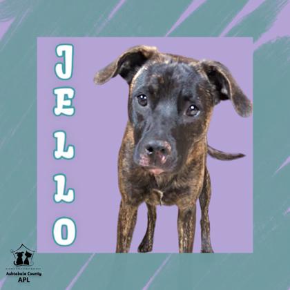 Photo of Jello