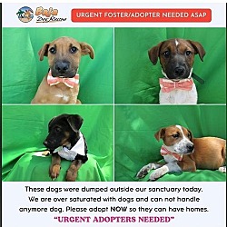 Photo of Help find homes for these street dogs