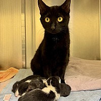 adopt a pet