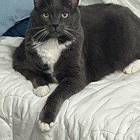 adopt-pet