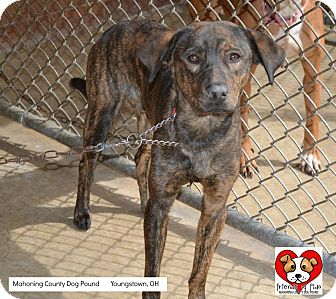 Brindle Plott Hound Dogs 101 Plott Hound State Dog Akc Plott Hound