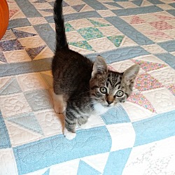 Thumbnail photo of Elwood-Adorable Sept kitten #1