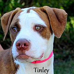 Thumbnail photo of Tinley ~ meet me! #2