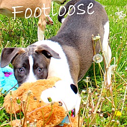 Thumbnail photo of Footloose~adopted! #2