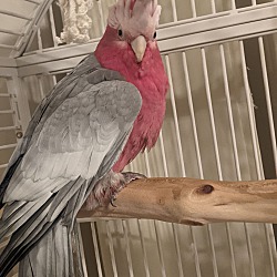 Thumbnail photo of Scarlet Rose Breasted Cockatoo #3