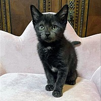 Photo of Panther Kitten