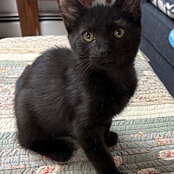 Photo of Zoe-House Panther