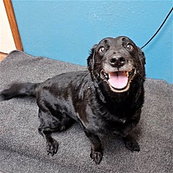 Carrollton, TX - Corgi/Labrador Retriever. Meet Blackie a Pet for ...