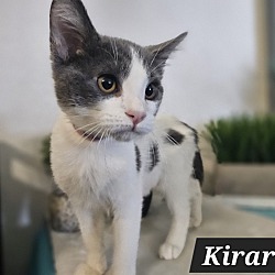 Thumbnail photo of Kirara #1