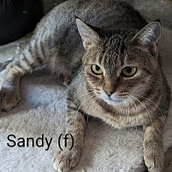 Thumbnail photo of Sandy #1