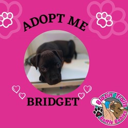 Thumbnail photo of Bridget #4