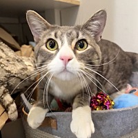 adopt a pet