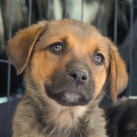adopt-pet