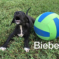 Thumbnail photo of Bieber-1 of 11 pups #2