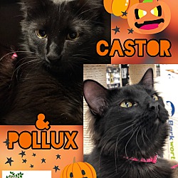 Thumbnail photo of Castor & Pollux #2