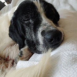 washington humane society puppies