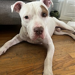 Photo of Apollo