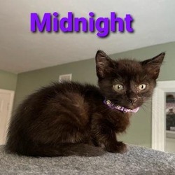 Thumbnail photo of Midnight #1