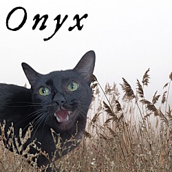 Photo of Onyx