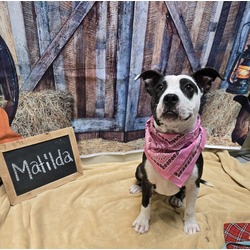 Thumbnail photo of Matilda #1