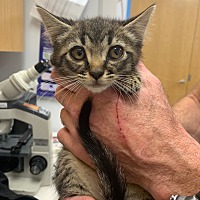 adopt a pet