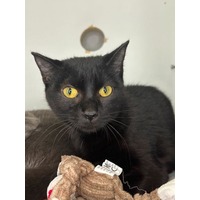 adopt-pet