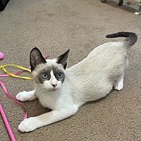 adopt a pet