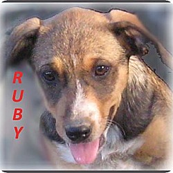 Thumbnail photo of Ruby- Adoption Pending #1