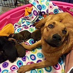 Photo of Momma Daisy + 6 puppies (rescue only)