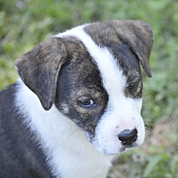 Thumbnail photo of Pella~adopted! #2
