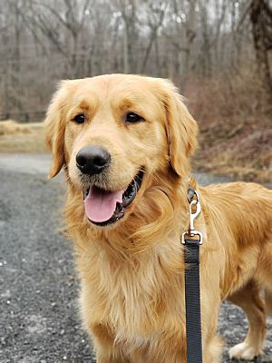 Washington Dc Golden Retriever Meet Waylon A Pet For Adoption