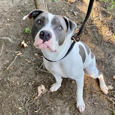 Long Beach, CA - American Pit Bull Terrier. Meet *TAYLOR SNIFF a Pet ...