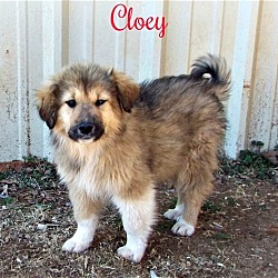 Thumbnail photo of Cloey #3