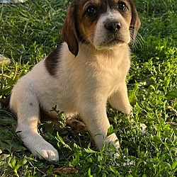 Photo of Bagel
