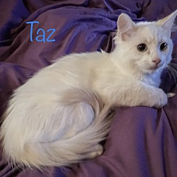 Photo of Taz