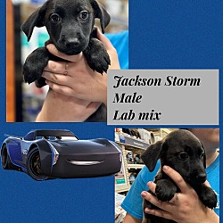 Thumbnail photo of JACKSON STORM #2