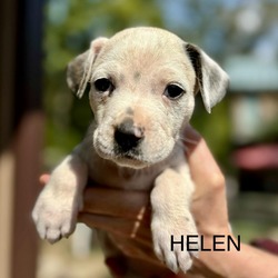 Thumbnail photo of Gracie’s Helen #1