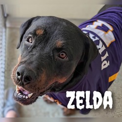 Thumbnail photo of Zelda #1