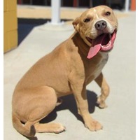 adopt-pet
