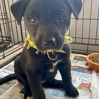 Adopted Pets At Shay S Stray S Animal Rescue In Culver City California