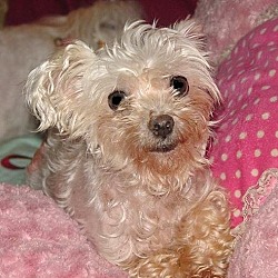 Thumbnail photo of Minnie*ADOPTED #2