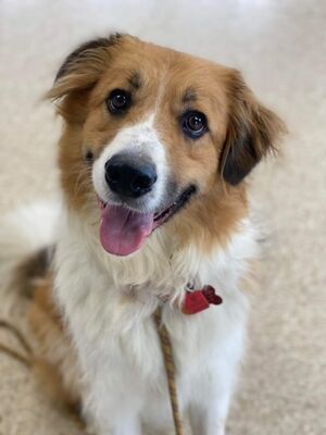 Columbia City, IN - Great Pyrenees/Australian Shepherd. Meet Fen a Pet ...