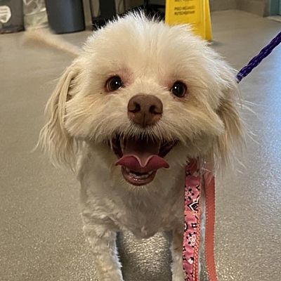 Las Vegas, NV - Maltese/Poodle (Standard). Meet Chubbs a Pet for