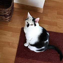 Photo of Rhombus (because of diamond shaped mark on her nose)