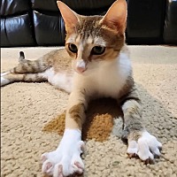 adopt a pet