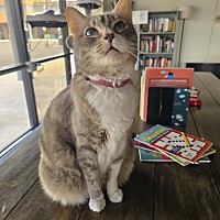 adopt a pet