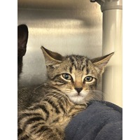 adopt-pet
