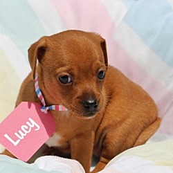 Thumbnail photo of Lucy #4
